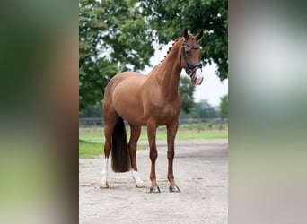 KWPN, Mare, 13 years, 16.2 hh, Brown-Light