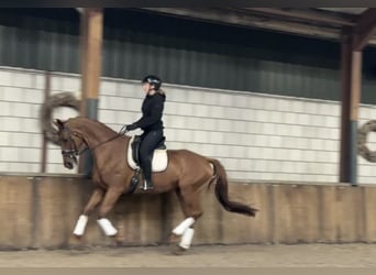 KWPN, Mare, 13 years, 16.2 hh, Chestnut-Red