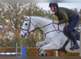 KWPN, Mare, 13 years, 16,2 hh, Gray-Blue-Tan