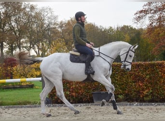 KWPN, Mare, 13 years, 16,2 hh, Gray-Blue-Tan