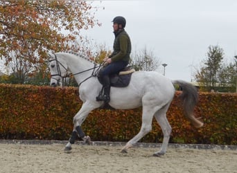 KWPN, Mare, 13 years, 16,2 hh, Gray-Blue-Tan