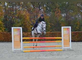 KWPN, Mare, 13 years, 16,2 hh, Gray-Blue-Tan