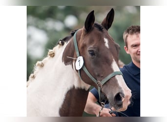 KWPN, Stute, 13 Jahre, 16,2 hh, Schecke