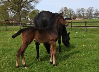 KWPN, Mare, 13 years, 16,2 hh, Smoky-Black