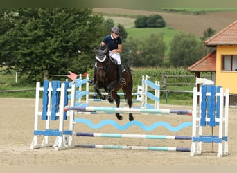 KWPN, Mare, 13 years, 16 hh, Bay-Dark