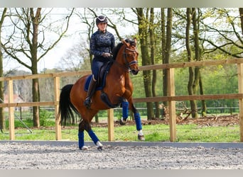 KWPN, Mare, 13 years, 16 hh, Brown