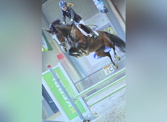 KWPN, Mare, 13 years, 16 hh, Brown