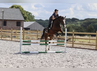 KWPN, Mare, 13 years, 16 hh, Brown