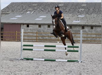 KWPN, Mare, 13 years, 16 hh, Brown