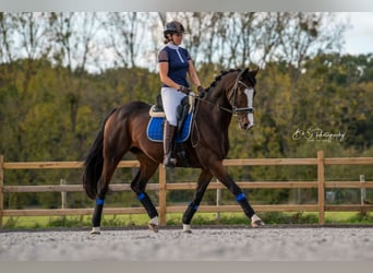 KWPN, Mare, 13 years, 16 hh, Brown
