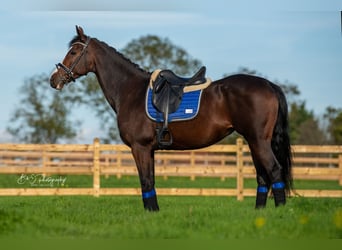 KWPN, Mare, 13 years, 16 hh, Brown