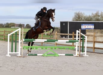 KWPN, Mare, 13 years, 16 hh, Brown