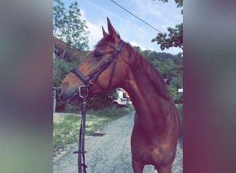 KWPN, Mare, 13 years, 16 hh, Chestnut-Red