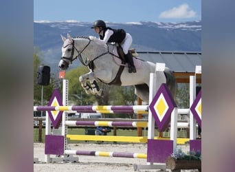 KWPN, Mare, 13 years, 16 hh, Grey
