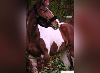 KWPN, Mare, 13 years, 16 hh, Pinto