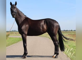 KWPN, Mare, 13 years, 16 hh, Smoky-Black