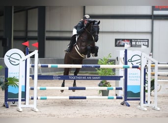 KWPN, Mare, 13 years, 16,1 hh, Black