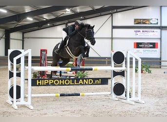 KWPN, Mare, 13 years, 16,1 hh, Black