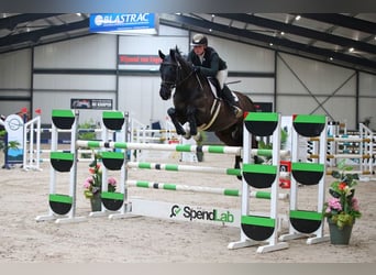 KWPN, Mare, 13 years, 16,1 hh, Black