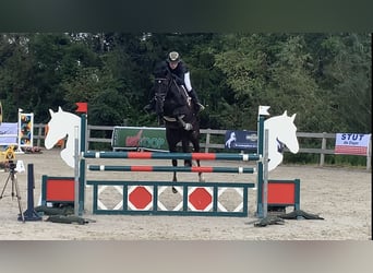 KWPN, Mare, 13 years, 16,1 hh, Black