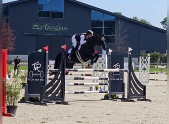 KWPN, Mare, 13 years, 16,1 hh, Black