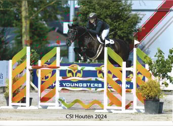 KWPN, Mare, 13 years, 16,1 hh, Black