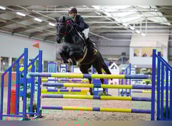 KWPN, Mare, 13 years, 16,1 hh, Black
