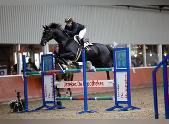 KWPN, Mare, 13 years, 16,1 hh, Black