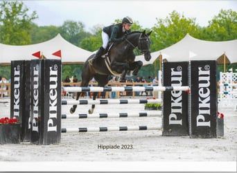 KWPN, Mare, 13 years, 16,1 hh, Black