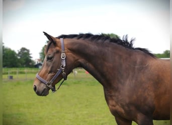 KWPN, Mare, 13 years, 16,1 hh, Brown