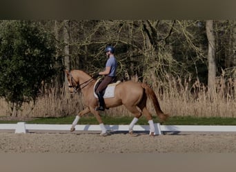KWPN, Mare, 13 years, 16,1 hh, Chestnut-Red