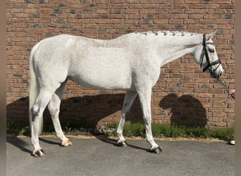 KWPN, Mare, 13 years, 16,1 hh, Grey-Fleabitten