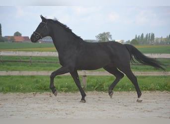 KWPN, Mare, 13 years, 16,1 hh, Smoky-Black