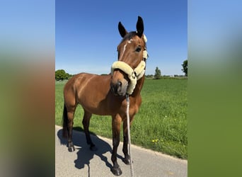 KWPN, Mare, 13 years, 16,2 hh, Brown