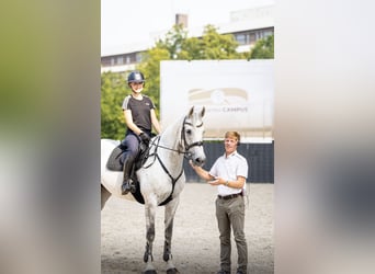 KWPN, Mare, 13 years, 16,2 hh, Gray