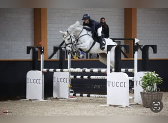 KWPN, Mare, 13 years, 16,2 hh, Gray