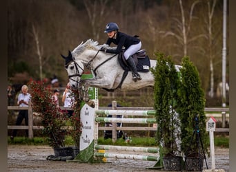 KWPN, Mare, 13 years, 16,2 hh, Gray
