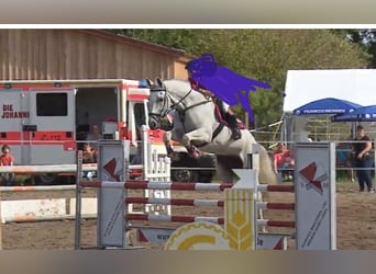 KWPN, Mare, 13 years, 17 hh, Gray