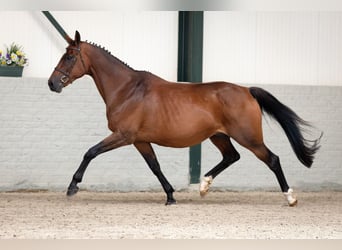 KWPN, Mare, 13 years, Brown