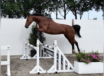 KWPN, Mare, 13 years, Brown