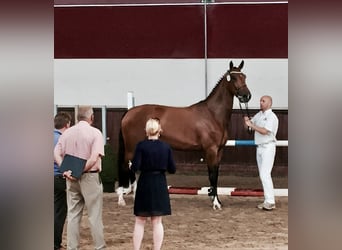 KWPN, Mare, 13 years