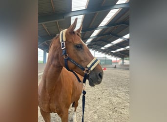 KWPN, Mare, 14 years, 14.1 hh, Chestnut-Red