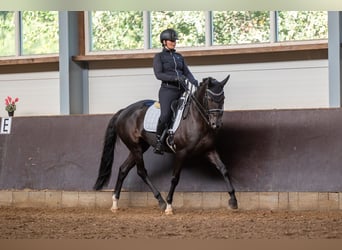 KWPN, Mare, 14 years, 15.2 hh, Black