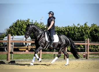 KWPN, Mare, 14 years, 15.2 hh, Black
