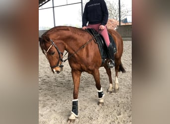 KWPN, Mare, 14 years, 15.2 hh, Chestnut-Red