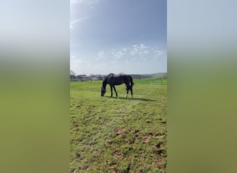 KWPN, Mare, 14 years, 15.3 hh, Bay-Dark