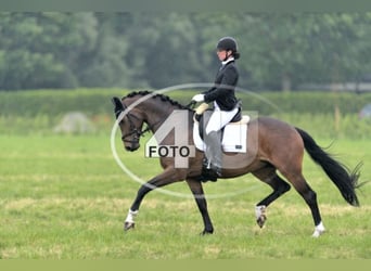 KWPN, Mare, 14 years, 16.1 hh, Bay-Dark