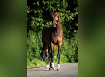 KWPN, Mare, 14 years, 16.1 hh, Bay-Dark