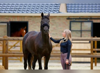 KWPN, Mare, 14 years, 16.1 hh, Black