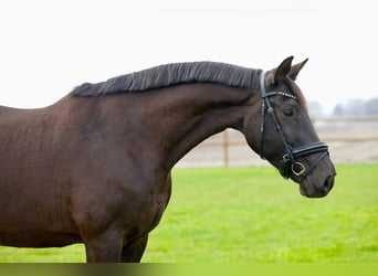 KWPN, Mare, 14 years, 16.1 hh, Black